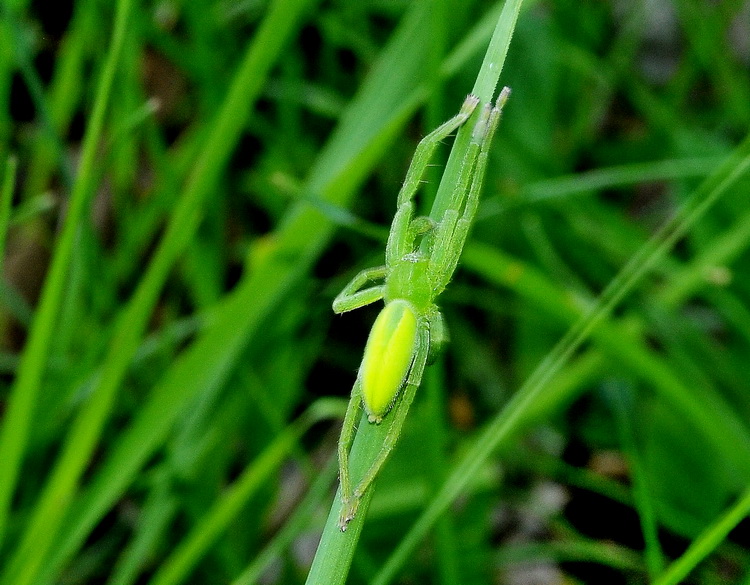 Micrommata virescens